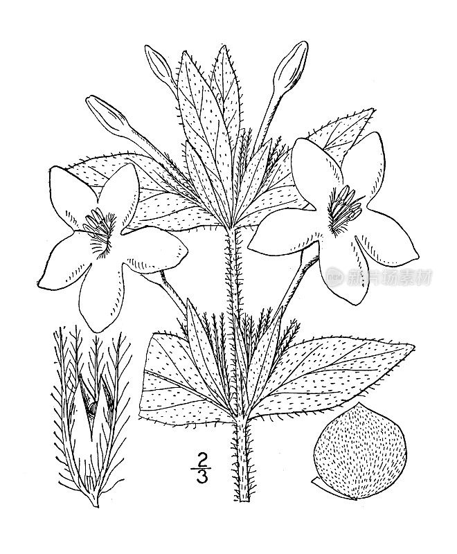 古植物学植物插图:毛状Ruellia ciliosa，毛状Ruellia